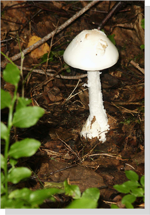 The Destroying Angel that is only half grown. Photo by Ben DeRoy 
